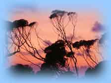 Eucalyptus Tree at sunset